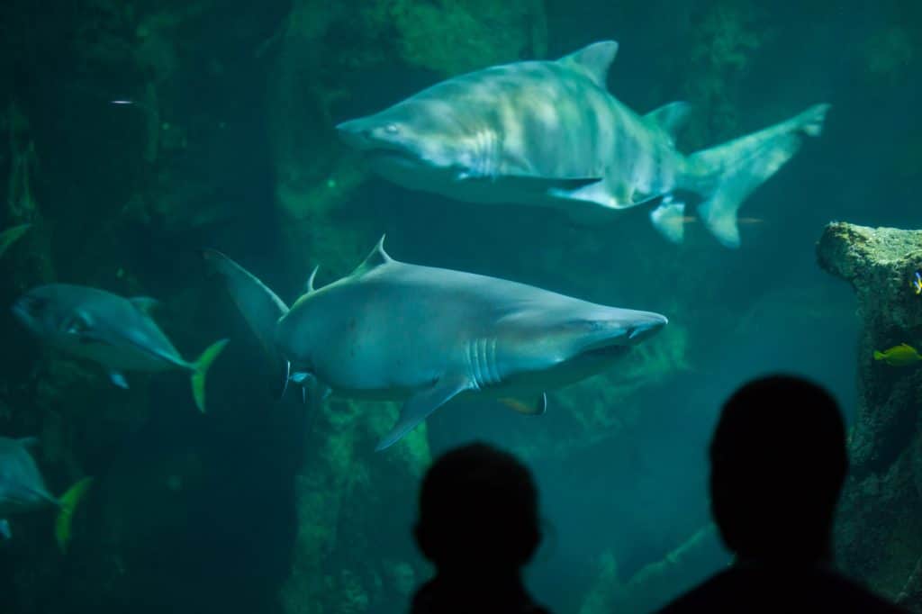 Les visiteurs admirent des requins-tigres de sable (Carcharias taurus) à l'aquarium de La Rochelle